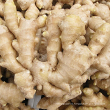 019 Fresh Ginger From Shandong China Brc